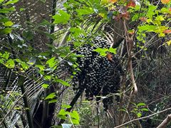 -海南热带雨林国家公园吊罗山景区