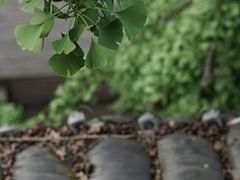 -黄龙溪古镇