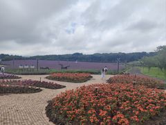 -济州森林小火车生态公园