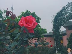 -百万葵园