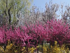 -大兴滨河森林公园