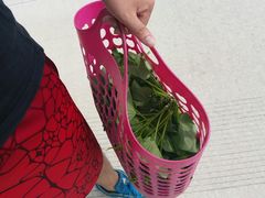 -南汇老顾农家乐采摘大团水蜜桃采摘店