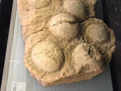 -湖南省地质博物馆