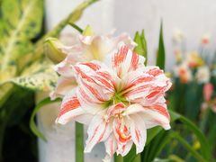 -上海辰山植物园