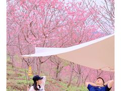 -田野绿世界