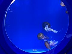 -海合安青岛极地海洋公园