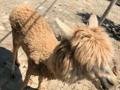 -武汉紫薇都市田园