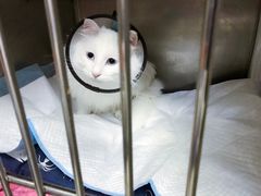 -艾贝尔宠物医院·24H转诊中心·肿瘤猫专科(江宁双龙店)