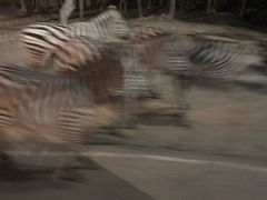-清迈夜间动物园