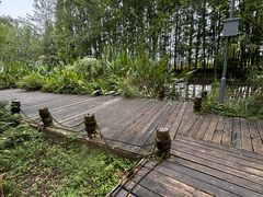 -桤木河湿地公园