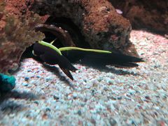 -暹罗海洋世界