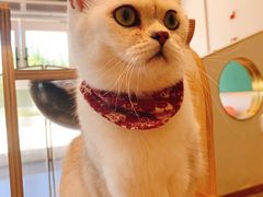 -飞行喵MR PILOT|猫舍·猫咖(静安大融城店)
