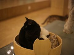 -萌喵咖啡屋(人民东路4号口M16商铺店)
