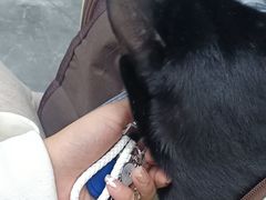 -东莞宠友24H宠物中心医院·转诊夜诊·异宠(新河北路院)