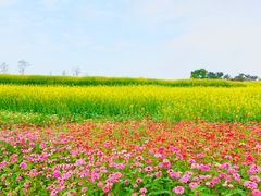 -光明小镇欢乐田园