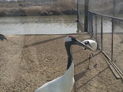 -盐城丹顶鹤湿地生态旅游区