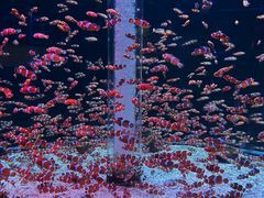 -海合安成都极地海洋公园