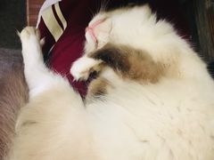 -猫色咖啡·猫咖