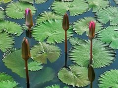 -国家植物园南园