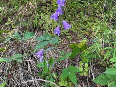 -舒家湾天主教堂