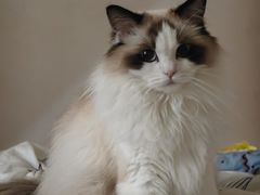 -宠颐生宠物医院·异宠猫科内科·诊疗中心宠巢店