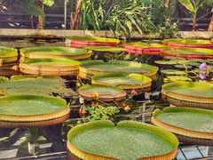 -国家植物园南园