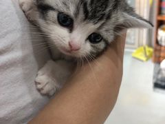 -喵zoo家庭繁育猫舍(尖东智能花园店)