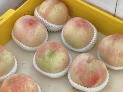 -老袁家蜜桃农场·阳山水蜜桃