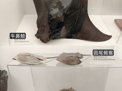 -上海海洋水族馆