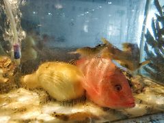 -巽寮印象美食部落餐厅·海鲜·地方特色菜(惠州体验店)