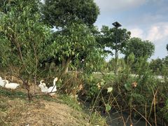 -田园东方蜜桃村的田野营地