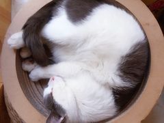 -名猫咖啡馆·撸猫·拼豆