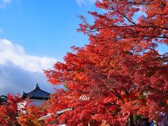 -天龙寺