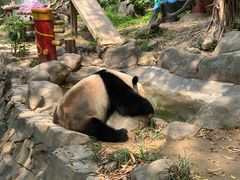 -广州长隆野生动物世界