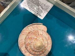 -青岛贝壳博物馆