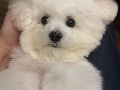 -宠颐生汉谟拉比宠物医院