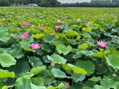 -荷塘月色湿地公园·向阳花洲