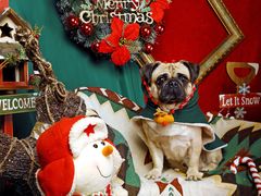 -超宠爱宠物摄影-Super pet