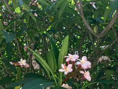 -金花茶公园