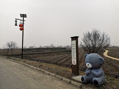 -大塘金香草谷