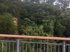 -金鸡山公园