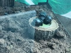 -绿色星球动物主题公园