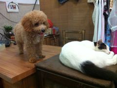 狗和猫-小洲村
