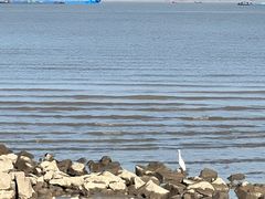 -上海吴淞炮台湾国家湿地公园