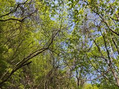 -大连天门山国家森林公园