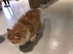 -藏猫猫咖啡主题馆(中央大道店)