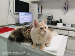 -达爱动物医院·犬猫分区·CT·复杂眼科(远洋山水分院)