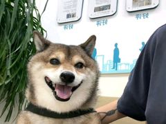 -美联众合动物医院·24h转诊中心