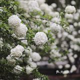 南京｜午朝门公园的绣球花去开得正好 