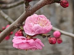-梅花山(明孝陵内)